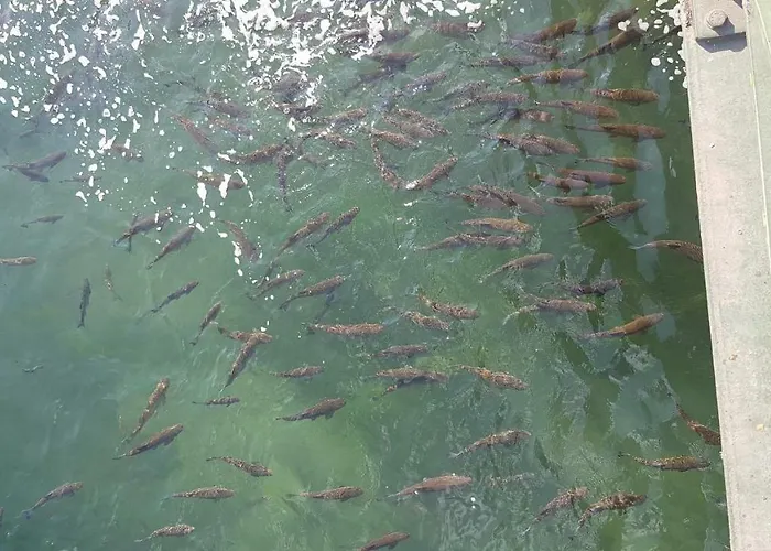 Near Rheinfall جيستيتين